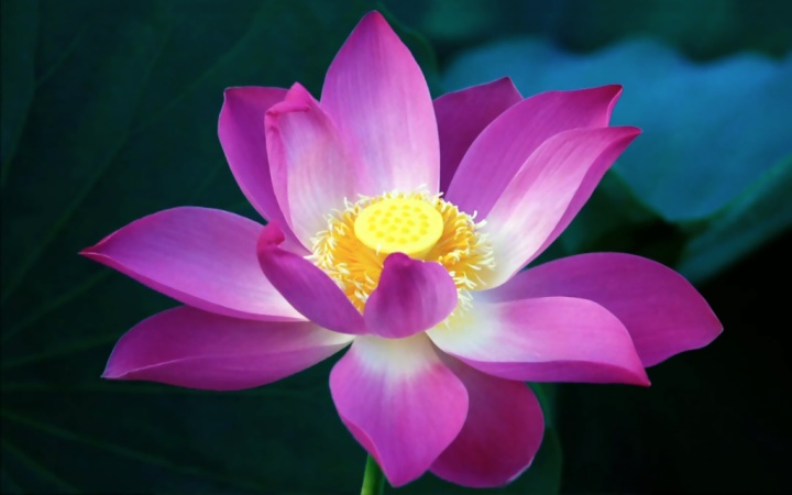 Lotus-Flower-HD-Wallpapers